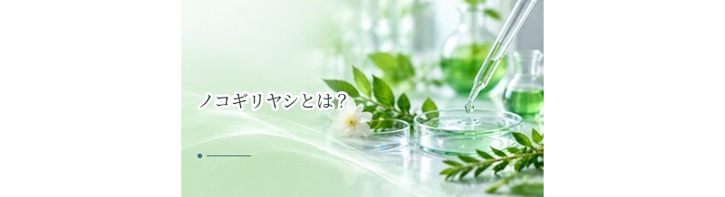 ノコギリヤシとは？AGA・育毛との関係とサプリでの位置づけ