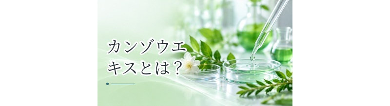 カンゾウエキスとは？頭皮ケア製品に使われる理由を解説