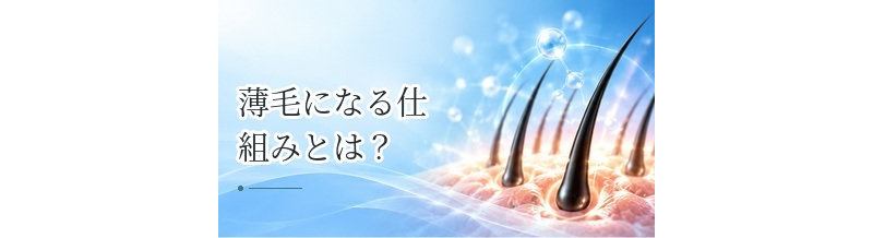 薄毛になる仕組みとは？髪の成長サイクルと毛が細くなる原因を解説