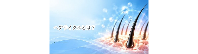 ヘアサイクルとは？成長期・退行期・休止期と薄毛の関係